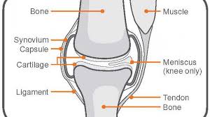 medical-illustration-parts-of-knee-pain-02 - Best Pain Doctor NYC